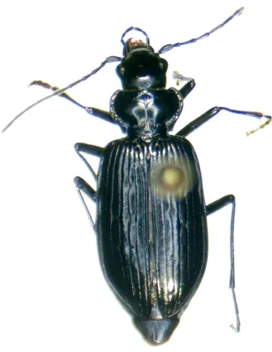 Nebria nivalis
