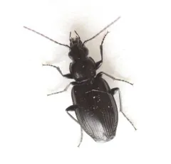Anchomenus quadratus thumbnail 1