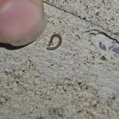 Palm Millipede thumbnail 4