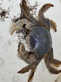 Gulfweed Crab thumbnail 2