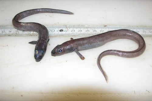 Common Wolf Eel