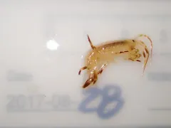 Gammarus wilkitzkii thumbnail 2