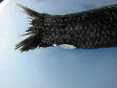Mirror Lanternfish thumbnail 2