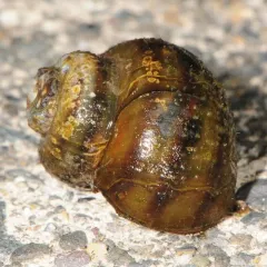 Banded Mystery Snail thumbnail 2