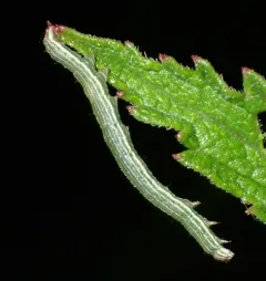 Fine-lined Sallow thumbnail 3
