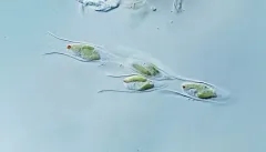 Dinobryon sertularia thumbnail 2