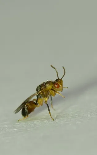 Sycophila vacciniicola