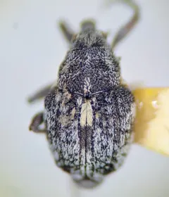 Rhinoncus pericarpius thumbnail 2