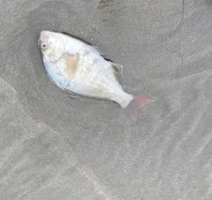 Redtail Surfperch thumbnail 3