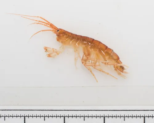 Megamoera dentata