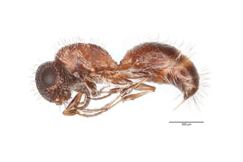 Lomachaeta hicksi