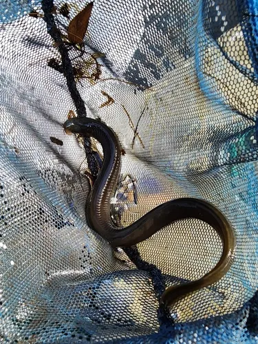 Klamath River Lamprey