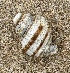 Ten-ridged Whelk thumbnail 4