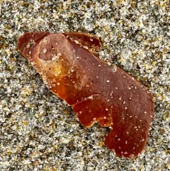 Atlantic deep-sea scallop thumbnail 3