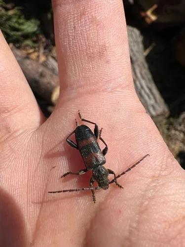 Semanotus amplus