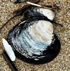 Ocean Quahog thumbnail 4