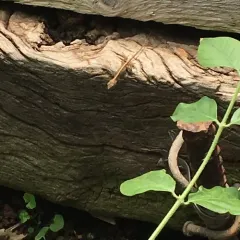 Brown Anole thumbnail 3