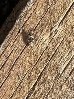 Patapius spinosus thumbnail 4