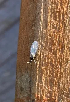Black Compost Fly thumbnail 3