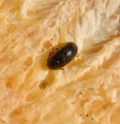 Pisenus humeralis thumbnail 3