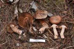 Cortinarius brunneovernus thumbnail 4