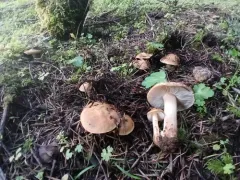 Inocybe praecox thumbnail 3
