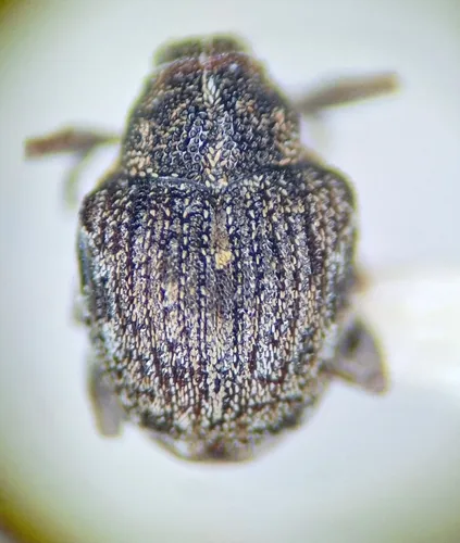 Rhinoncus bruchoides