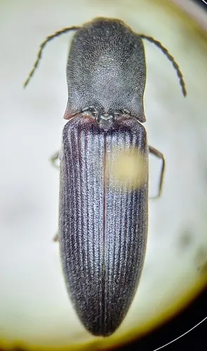 Corymbitodes moerens