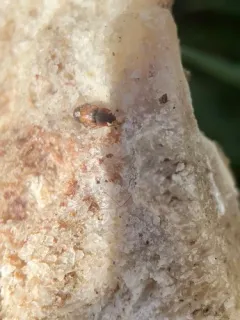 Omosita discoidea thumbnail 4