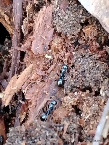Light Bronze Mound Ant