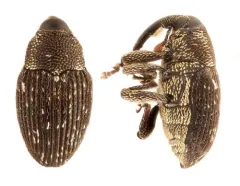 Catapastus conspersus thumbnail 3