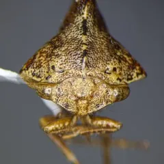 Telamona tristis thumbnail 4