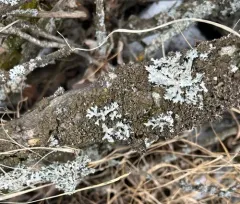 Powder-rimmed Camouflage Lichen thumbnail 4
