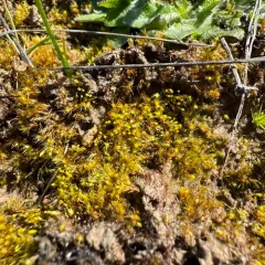 bruchia moss thumbnail 3