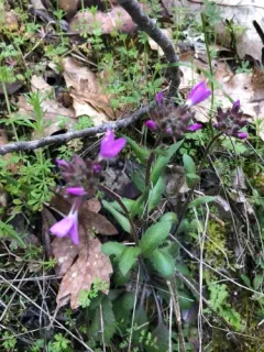 Oregon rockcress thumbnail 3