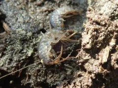 Echinogammarus ischnus thumbnail 3