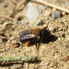 Clark's Mining Bee thumbnail 4