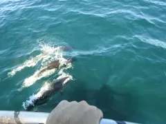 Northern Right Whale Dolphin thumbnail 3