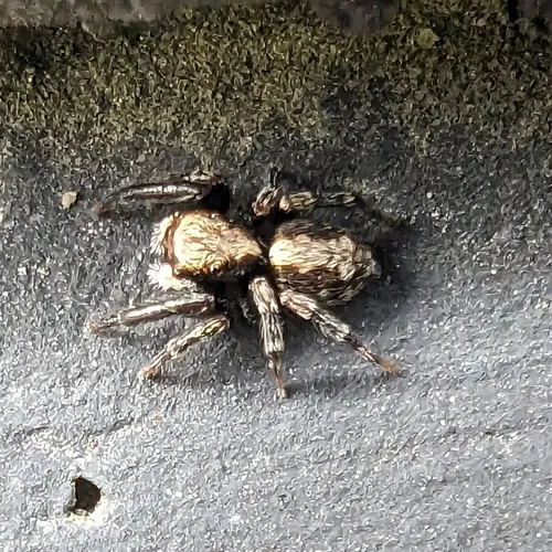 House Jumping Spider