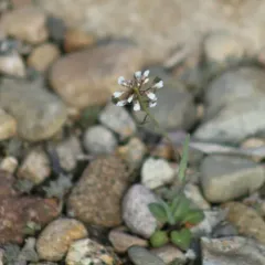 Perfoliate Penny-cress thumbnail 4
