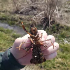 Prairie Crayfish thumbnail 3