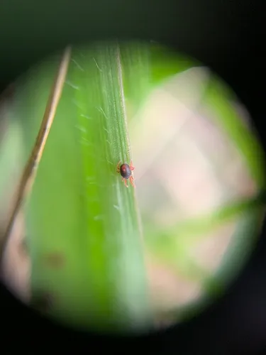 Blue Oat Mite
