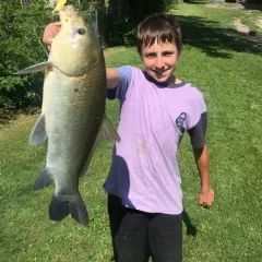 Bigmouth Buffalo thumbnail 3