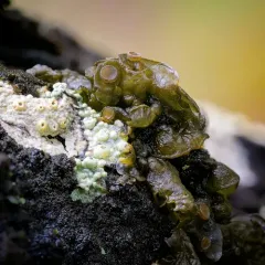 Jelly Lichen thumbnail 3
