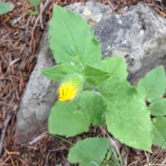 heartleaf arnica thumbnail 2