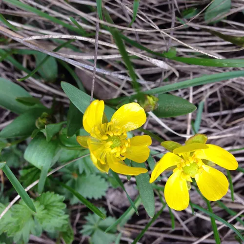 sagebrush buttercup