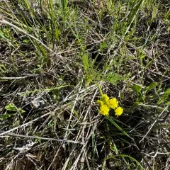 Bradshaw's desert-parsley thumbnail 2