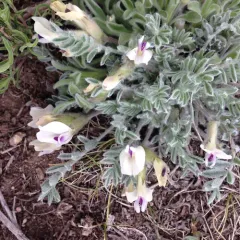 woollypod milkvetch thumbnail 1
