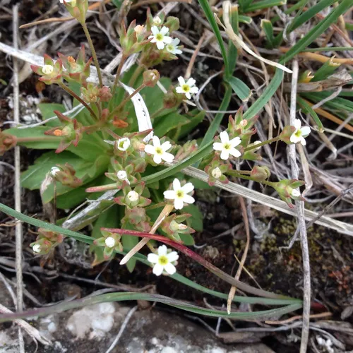 pygmy-flower rock-jasmine