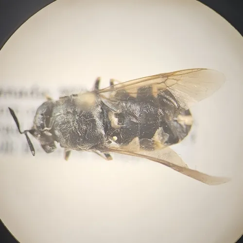 Stratiomys normula